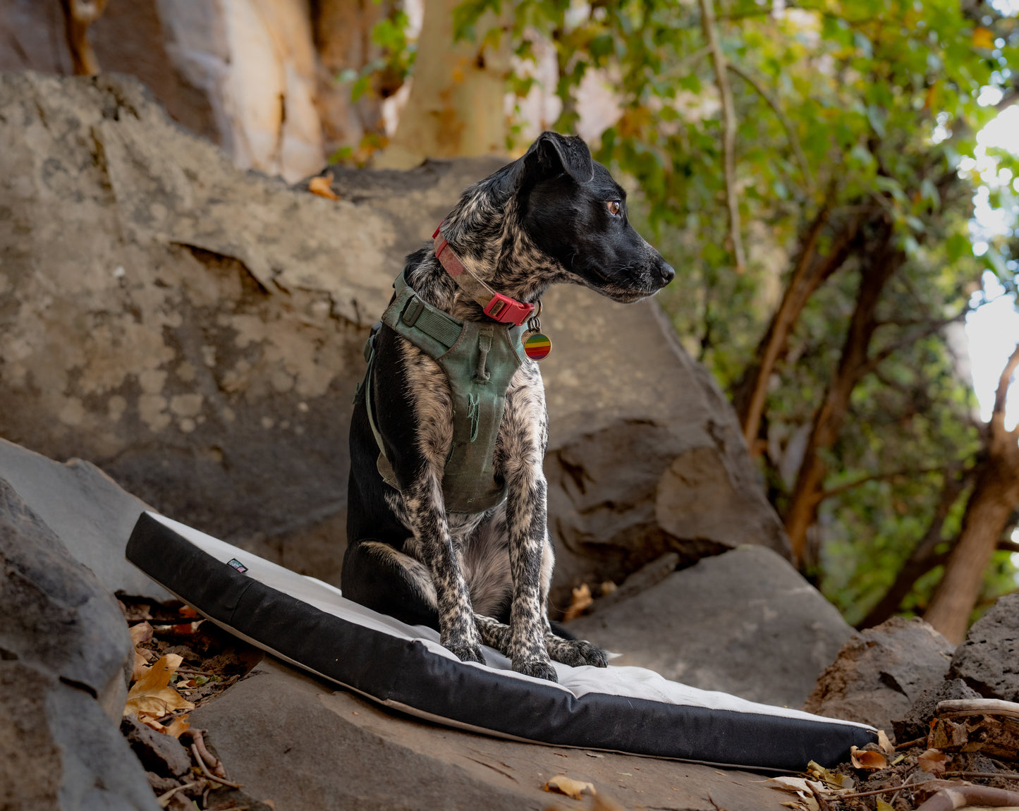 Upcycled Dog Pads