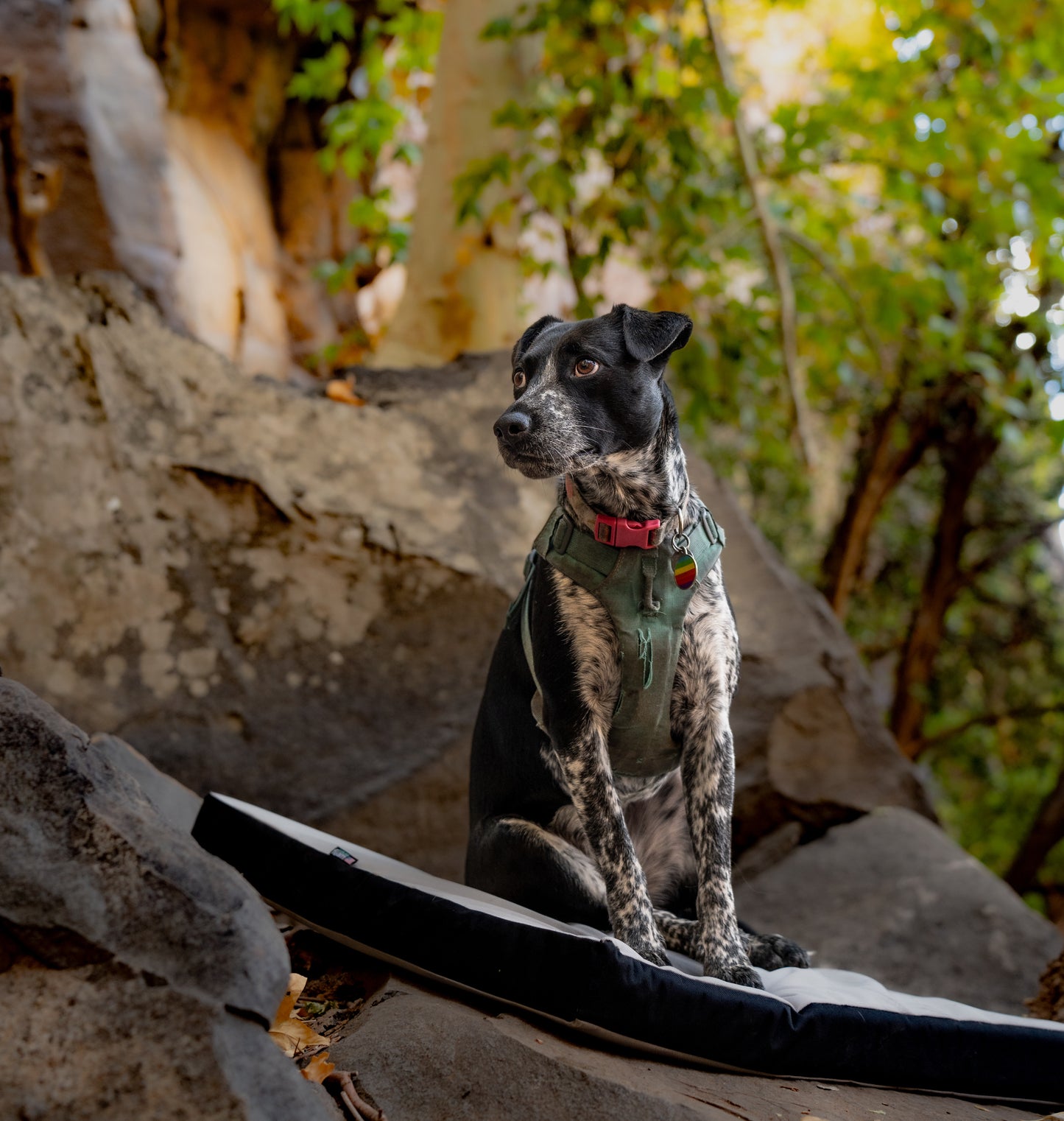 Upcycled Dog Pads