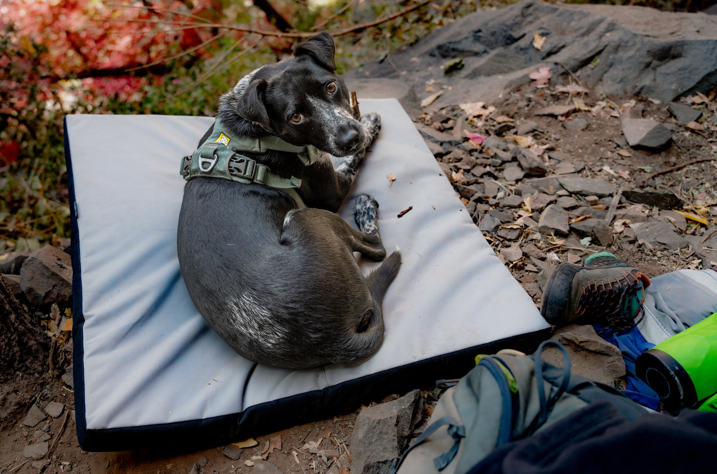 Upcycled Dog Pads